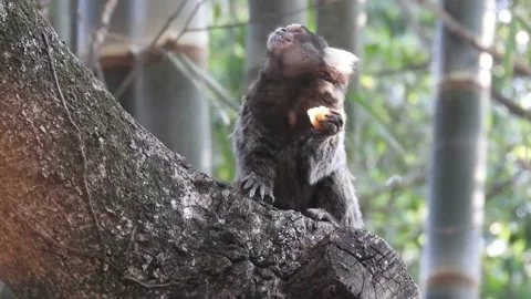 Small monkey popularly known as White-Tailed Sagittarius, Stock Footage 121941666