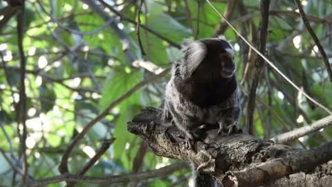 Small monkey popularly known as White-Tailed Sagittarius, Stock Footage 142674463