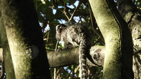 Small monkey popularly known as White-Tailed Sagittarius, Callithrix jacchus, Video stock 142977438