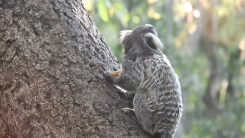 Small monkey popularly known as White-Tailed Sagittarius, Stock Footage 142979392