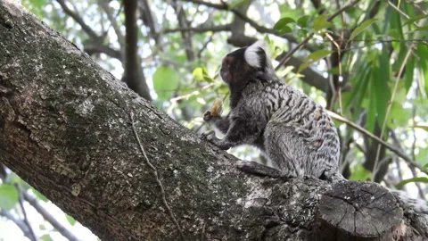 Small monkey popularly known as White-Tailed Sagittarius, Video stock 142980628