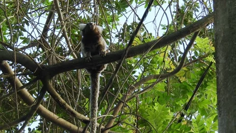 Small monkey popularly known as White-Tailed Sagittarius Stock Footage 152674897