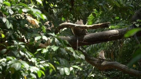 Small monkey running and jumping between branches Stock Footage 93542540