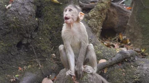 Small monkey screaming while sitting on a rock Stock Photos