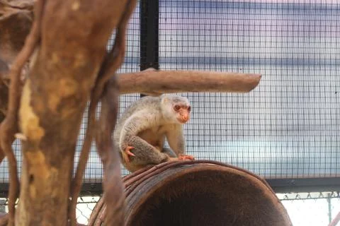 A small monkey sits atop a rusted barrel inside a wire mesh enclosure with bl Foto stock