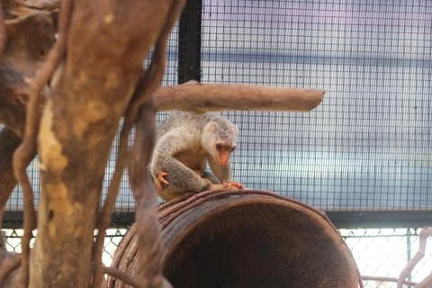 A small monkey sits atop a rusty barrel inside an enclosure with a metal mesh Foto stock