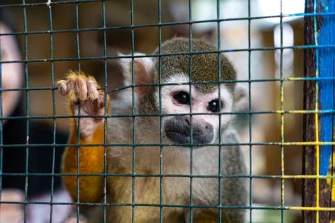 A small monkey sits behind metal bars inside a cage Stock Photos