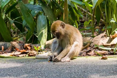 Small monkey sits on paved ground Foto stock