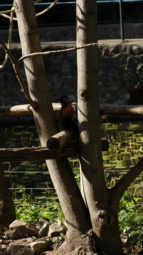 A small monkey sits resting on a wooden platform between tree trunks inside a Stock Footage 325741334