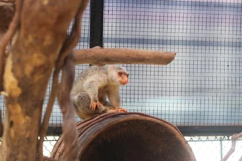 Small monkey sits on a rusted barrel inside an enclosure with wire mesh in th Stock Photos