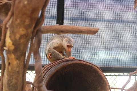 A small monkey sits on a rusted metal barrel inside a fenced enclosure with w Foto stock