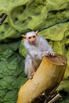 A small monkey sits on a stump Stock Photos