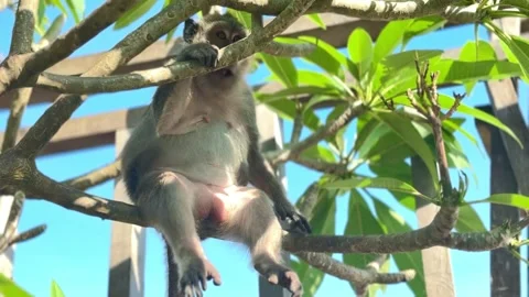 A small monkey sits on a tree and chews leaves in the tropical nature of Bali Stock Footage 327045116