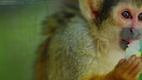 A small monkey sitting on a branch eats something. Watching the behavior of Stock Footage 305540706