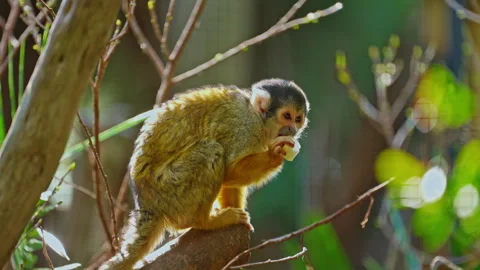 A small monkey sitting on a branch eats something. Watching the behavior of Stock Footage 305543188