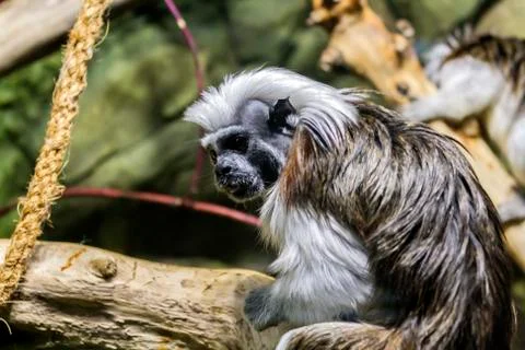 A small monkey sitting on a branch of a large tree Stock Photos