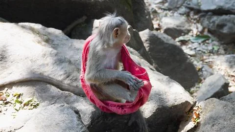 Small monkey sitting in a cloth it found 写真素材