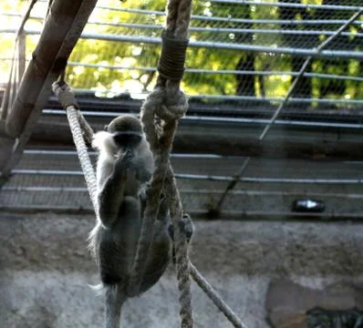 A small monkey sitting on a rope. toque. Stock Photos