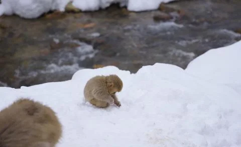 A small monkey sitting in the snow near a stream Stock Photos