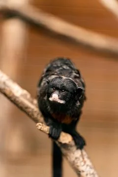 A small monkey sitting on top of a tree branch on a branch Stock Photos