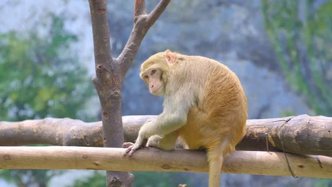 Small monkey is sitting on a tree and grooming Stock Footage 115067627