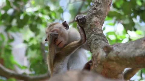 Small monkey sitting in tree Stock Footage 33709587