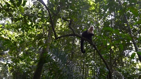 Small Monkey Sitting In A Tree In Jungle Forest [Slow Motion] Stock Footage 88961163