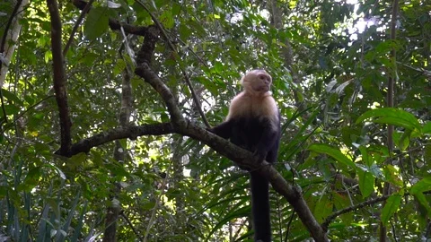Small Monkey Sitting In A Tree In Jungle Forest 2 [Slow Motion] Stock Footage 88961212