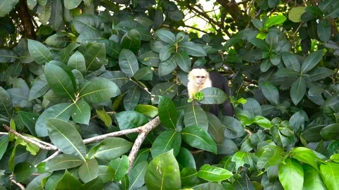Small Monkey Sitting In A Tree In Jungle Forest 3 [Slow Motion] Stock Footage 88961250