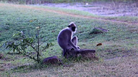 Small monkey sitting on a tree stump in the jungles of Sri Lanka Stock Footage 62061916