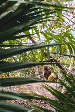 Small monkey sitting wint big yellow coconut between green palms Stock Photos