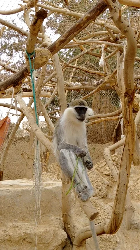 A small monkey sitting on a wooden branch Stock Footage 336200628