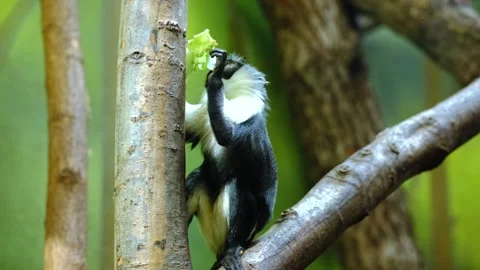 A small monkey specie eating lettuce in a zoo Stock Footage 337127109