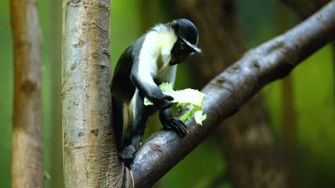 A small monkey in a tree eating a lettuce leaf Stock Footage 337104239