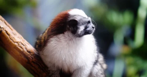 Small Monkey in a Tree Stock Footage 91712430