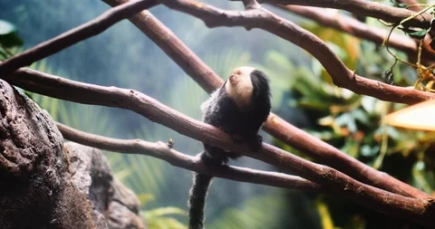 Small Monkey in a Tree Video stock 91712438