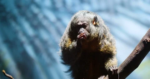 Small Monkey in a Tree Stock Footage 91712447