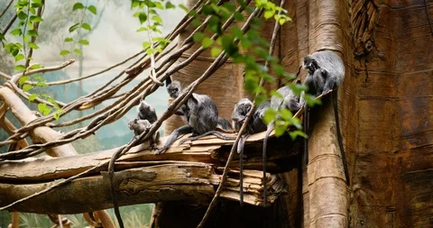 Small Monkey in a Tree Video stock 95056303