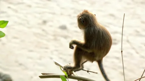 Small monkey in a tree, tourist passing by Stock Footage 51025551
