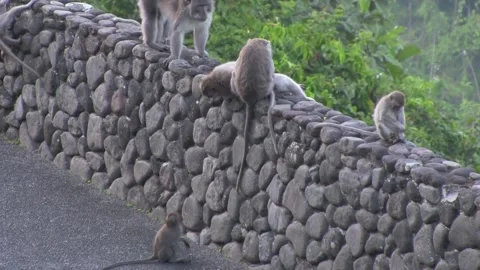 Small Monkey Tries To Climb Wall Stock Footage 144598753