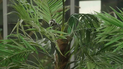 Small monkey in tropical background. Callitrichidae monkey. 库存影片 97076436