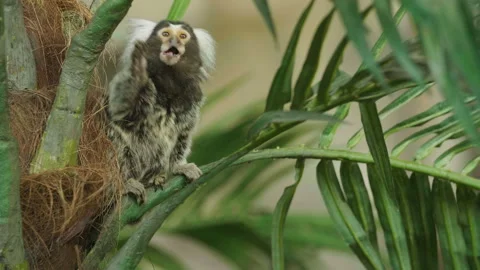 Small monkey in tropical background. Callitrichidae monkey. 库存影片 97083283