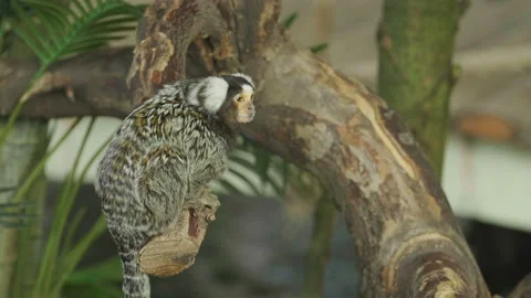 Small monkey in tropical background. Callitrichidae monkey. 库存影片 97084387