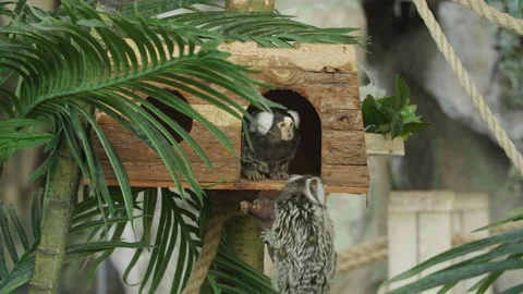 Small monkey in tropical background. Callitrichidae monkey. 库存影片 97099258