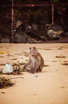 Small monkey trying to find some food in the plastic garbage Stock Photos