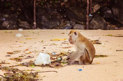 Small monkey trying to find some food in the plastic garbage Stock Photos