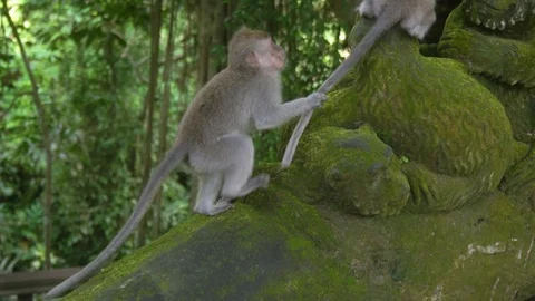 Small monkey is trying to take a coconut from a large monkey. Stock Footage 104286293