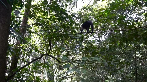 Small Monkey Walking On Branch In Jungle Forest 2 [Slow Motion] Stock Footage 88961172