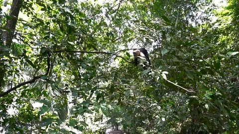 Small Monkey Walking On Branch In Jungle Forest [Slow Motion] Stock Footage 88961191