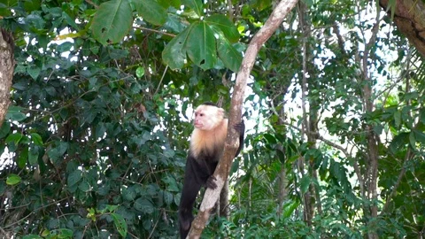 Small Monkey Walking On Branch In Jungle Forest 3 [Slow Motion] Stock Footage 88961236